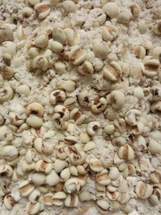 纯天然现磨生薏仁粉500g薏米苡米粉薏米粉杂粮可敷面膜