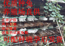 养殖场供货活体纯种獭兔优质种兔宠物兔包活包养殖技术 包邮
