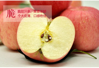 2016年山东烟台红富士苹果80mm5斤包邮新鲜有机水果果农直供