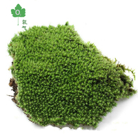 鲜活苔藓植物野生白发藓diy微景观专用生态瓶盆景青苔包邮