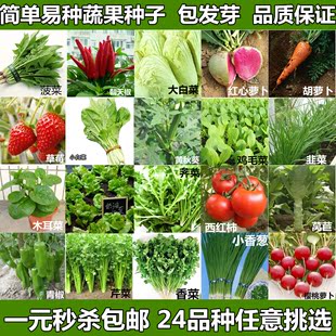 阳台花卉盆栽四季种易活蔬菜种子白菜西红柿水果草莓种子套餐包邮