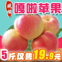 烟台嘎啦苹果新鲜有机水果烟台苹果甜脆栖霞红富士山东特产5斤装